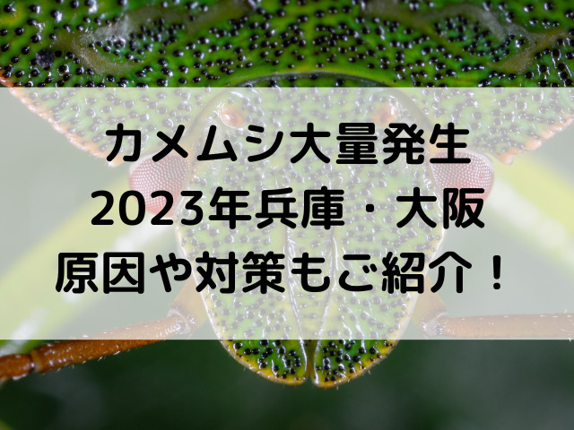 カメムシ大量発生2023の兵庫・大阪！原因や対策もご紹介！